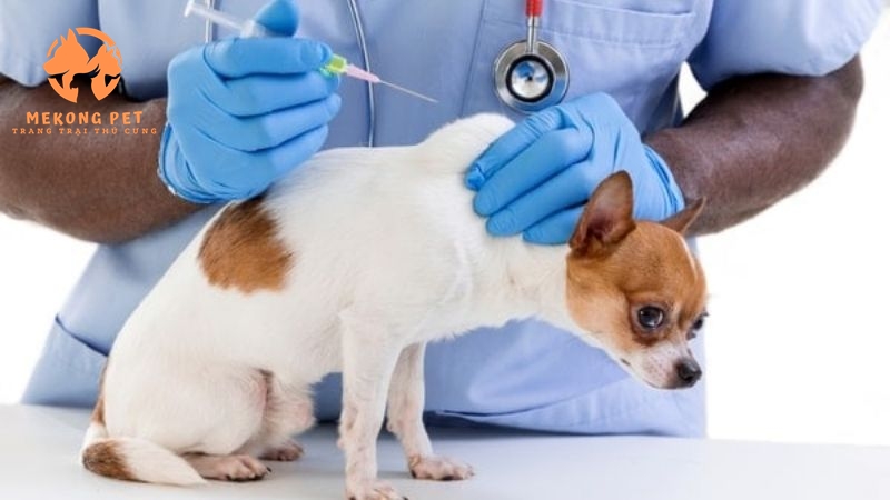 Chó chihuahua con cần được tiêm phòng và sổ giun đầy đủ để đảm bảo sức khỏe tốt